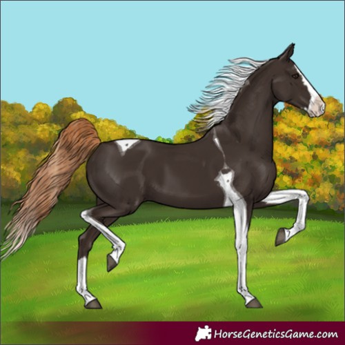 Horse Color:Liver Chestnut Splash Tobiano 