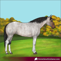 Horse Color:Brown Roan Dun Tobiano