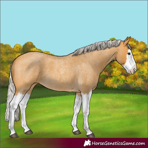 Horse Color:Silver Buckskin Roan Splash 