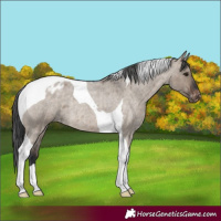Horse Color:Brown Roan Dun Tobiano Varnish Rabicano 