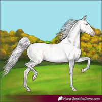 Horse Color:Silver Amber Champagne Roan Dun Splash Tobiano Frame Appaloosa Rabicano 