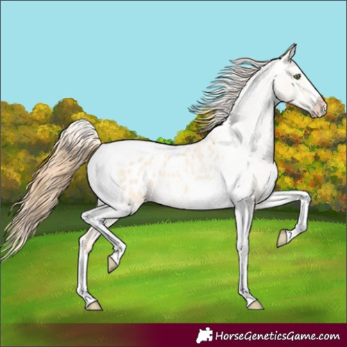 Horse Color:Gold Champagne Roan Dun Splash Tobiano Frame Appaloosa Rabicano 