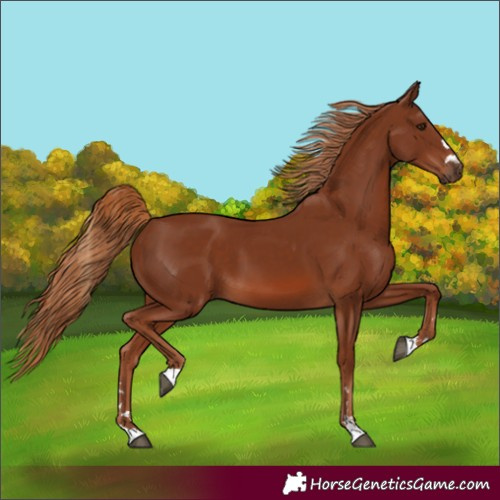 Horse Color:Chestnut 