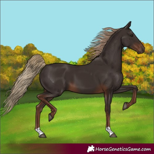 Horse Color:Liver Chestnut 