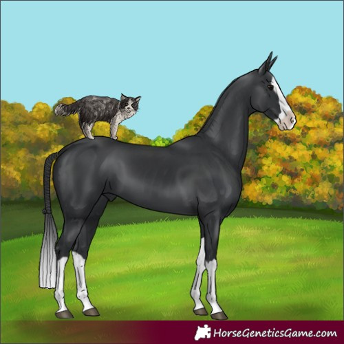 Horse Color:Black Splash 