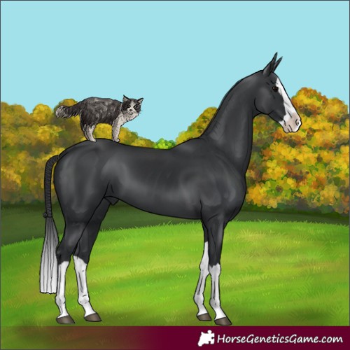 Horse Color:Black Splash 