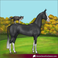 Horse Color:Black Splash 