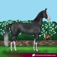 Horse Color:Black Splash 