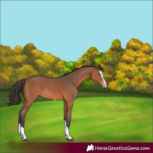 Horse Color:Unknown 