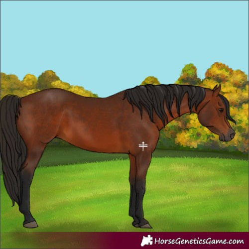 Horse Color:Gray Bay 