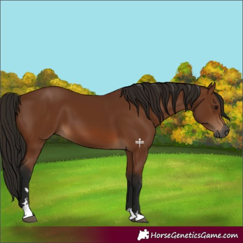 Horse Color:Gray Bay 