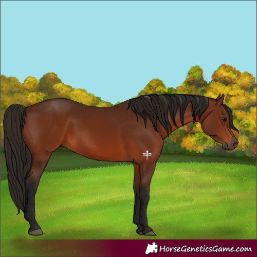 Horse Color:Gray Bay 