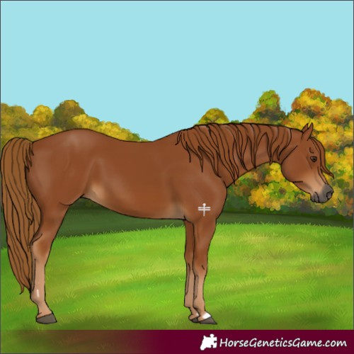 Horse Color:Gray Chestnut 