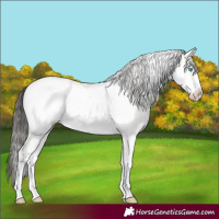 Horse Color:White Spotted Amber Cream Champagne Dun Frame