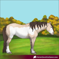Horse Color:Amber Champagne Dun Frame