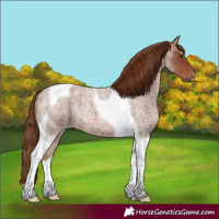 Horse Color:Red Roan Tobiano 