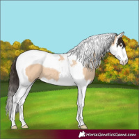 Horse Color:Bay Dun Splash Tobiano