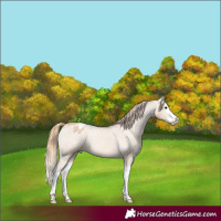 Horse Color:Red Dun Splash Appaloosa 