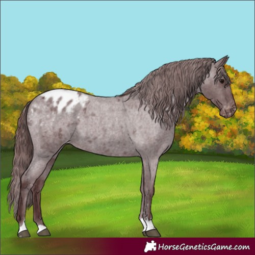 Horse Color:Chocolate Blue Roan Appaloosa 