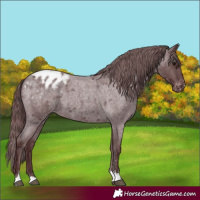 Horse Color:Chocolate Blue Roan Appaloosa 
