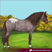 Horse Color:Chocolate Blue Roan Appaloosa