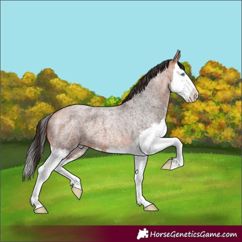 Horse Color:Bay Roan Splash 