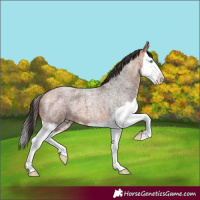 Horse Color:Bay Roan Splash 