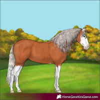 Horse Color:Silver Bay Splash 