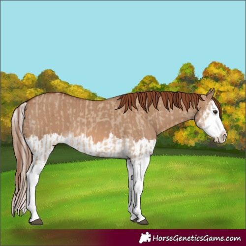 Horse Color:Red Dun Splash and Red Dun Splash