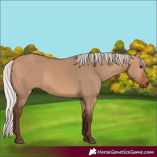 Horse Color:Silver Bay Dun 