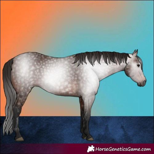 Horse Color:Gray Bay 