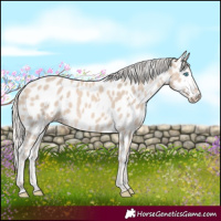 Horse Color:Cremello Appaloosa 