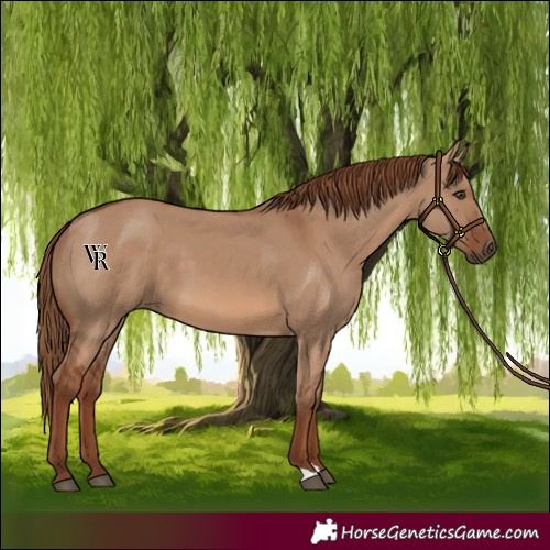 Horse Color:Red Dun