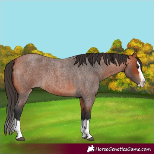 Horse Color:Bay Roan Splash 