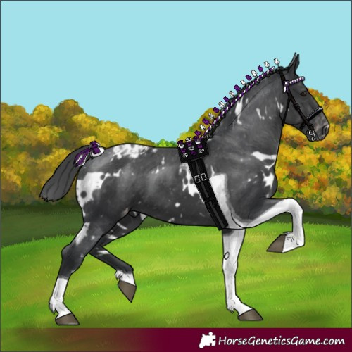 Horse Color:White Spotted Black Tobiano Appaloosa 
