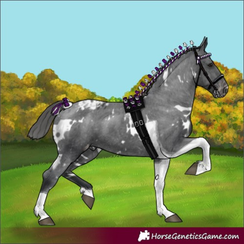 Horse Color:White Spotted Black Tobiano Appaloosa 
