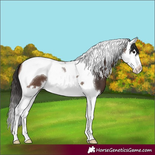 Horse Color:Brown Splash Tobiano 