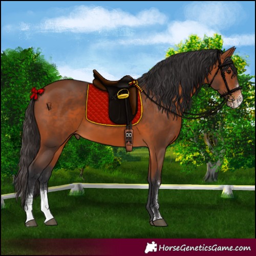 Horse Color:Bay Sabino 