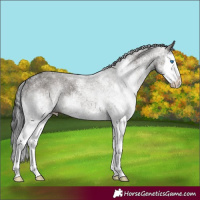 Horse Color:White Spotted Grullo Splash 