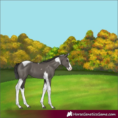 Horse Color:Smoky Grullo Splash Tobiano 