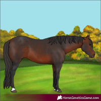 Horse Color:Bay 