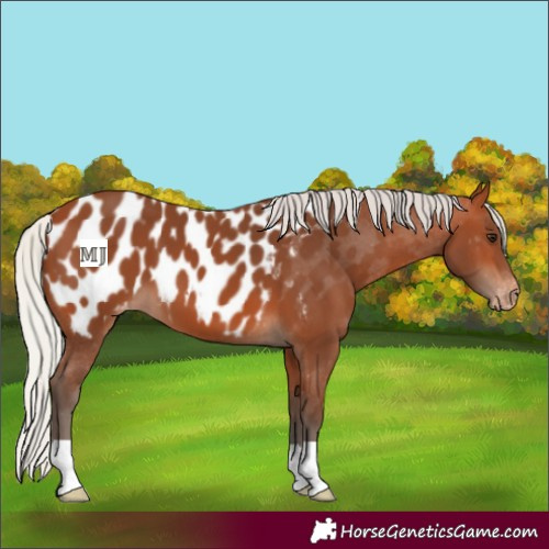 Horse Color:Silver Bay Blanket 