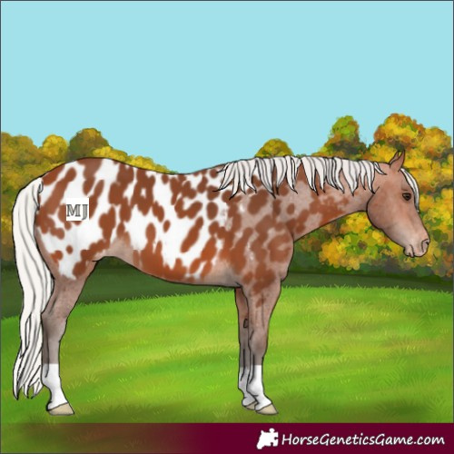 Horse Color:Silver Bay Appaloosa