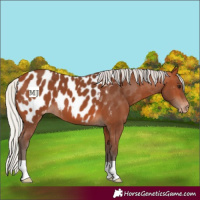 Horse Color:Silver Bay Blanket