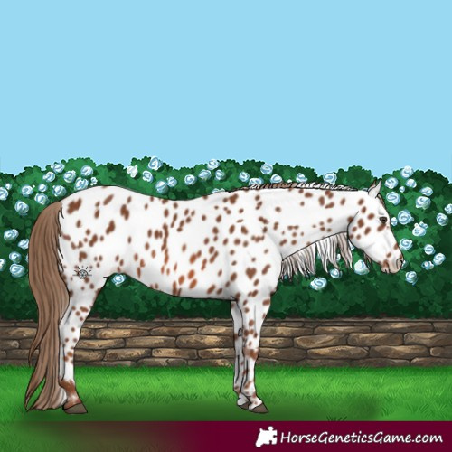Horse Color:Chestnut Appaloosa 