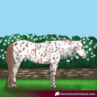 Horse Color:Chestnut Near Leopard 