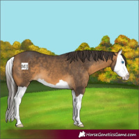Horse Color:Buckskin Splash
