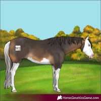 Horse Color:Buckskin Splash 