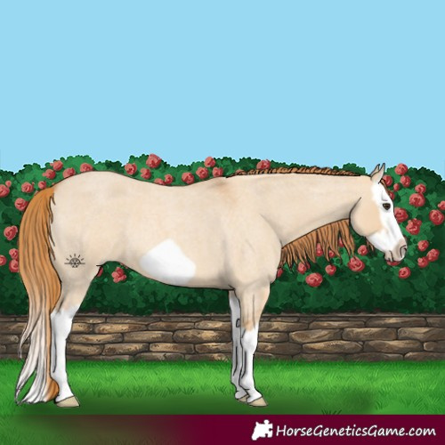 Horse Color:Red Dun Roan Splash Frame 