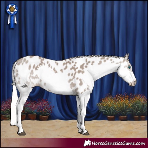 Horse Color:Silver Grullo Splash Appaloosa 